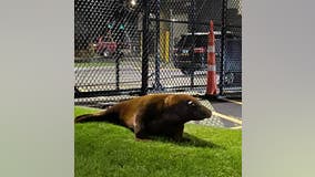 Seal wanders into Massachusetts police station