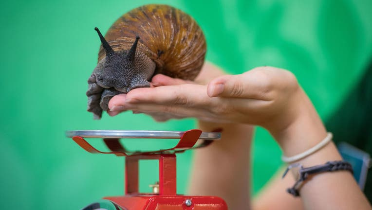 London Zoo annual weigh-in