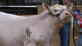 State Fair of Texas hosts annual Big Tex Youth Livestock Auction