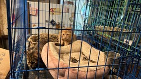 SPCA of Texas gets custody of 34 cats recovered from North Texas property
