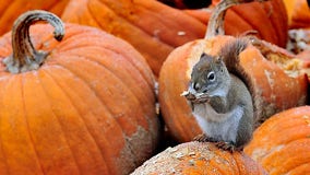 How to stop squirrels, other critters from eating your pumpkins