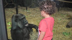 Helen, world’s second oldest gorilla, dies at 64