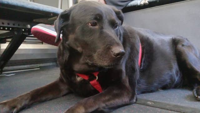 Eclipse the dog, famous for riding Seattle buses by herself, dies at age 10