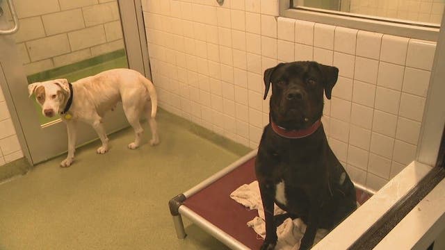 Dallas Animal Services calls on community to help foster and adopt pets