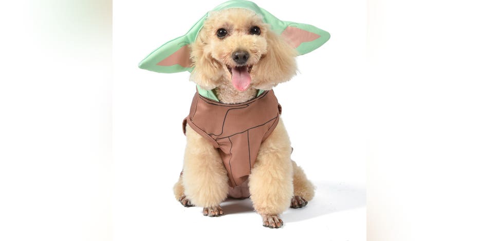 Best pet Halloween costumes of 2022: Is your pup ready for the paw-ty?