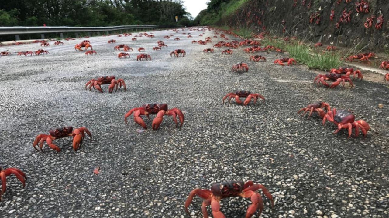 Christmas Island Red Crabs - Animals Of Oceania - WorldAtlas