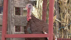 Grapevine pardons Tom T. Turkey for Thanksgiving