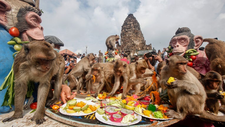 Monkeys are seen eating fruits and vegetables during the