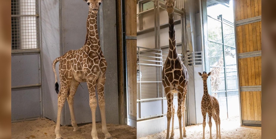 Fort Worth Zoo announces birth of two baby giraffes