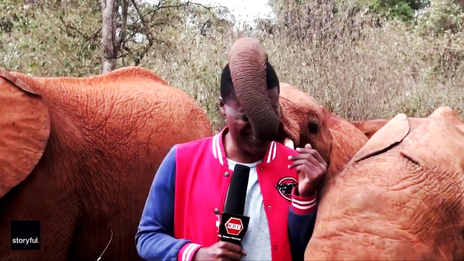 funny-video-elephant-reporter-kenya-5.jpg