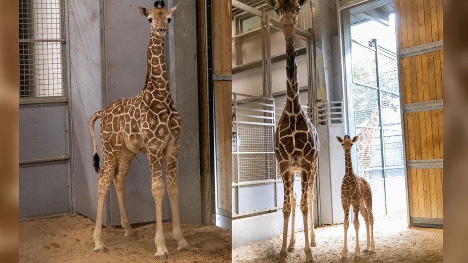 Fort Worth Zoo Announces Birth Of Two Baby Giraffes   Giraffe 