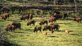 13 bison dead near Yellowstone park after truck driver strikes herd