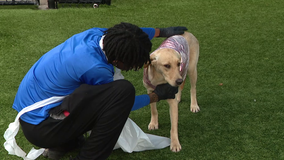 Dozens of dogs fostered, adopted as part of push to rid Dallas Animal Shelter of canine flu