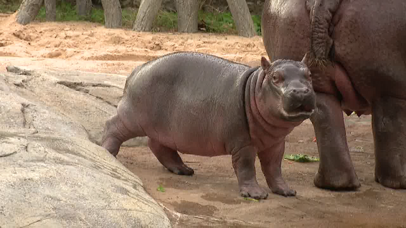 Dallas Zoo shows off new baby hippo