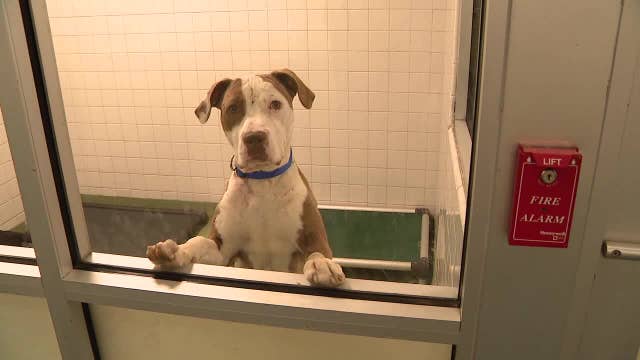 Dallas Animal Shelter now 139% full, offering $50 gift card to dog adopters