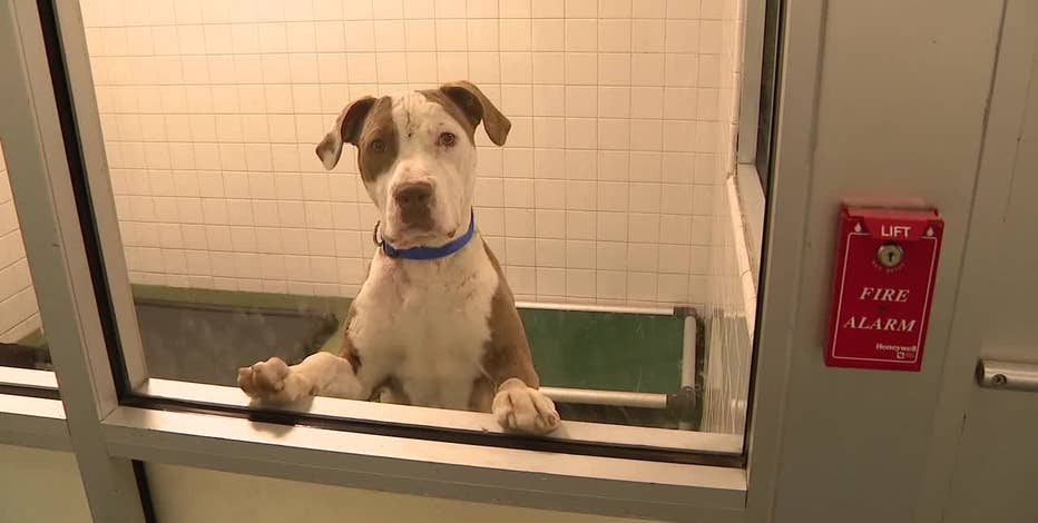 Dallas Animal Services extending $150 offer to foster large dogs exposed to  canine flu
