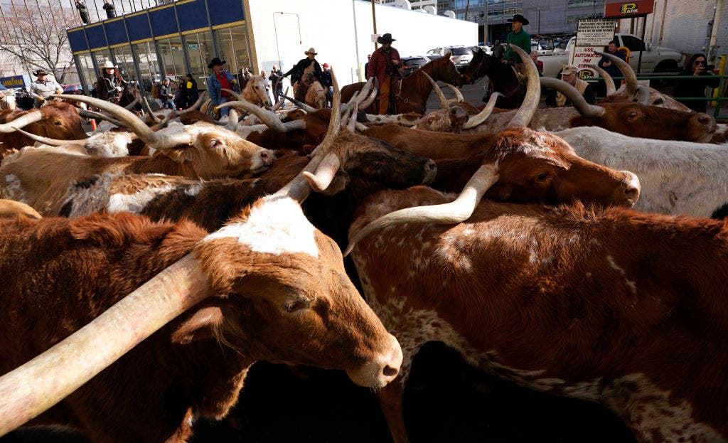 Texans accused in alleged $220M nationwide cattle fraud scheme