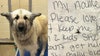Abandoned dog found with handwritten note reunites with owner