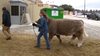 Fort Worth Stock Show and Rodeo exhibitors look to keep livestock warm, safe in icy conditions