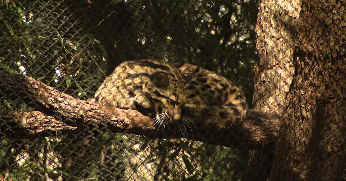 Clouded leopard that escaped Dallas Zoo enclosure back with sister ...