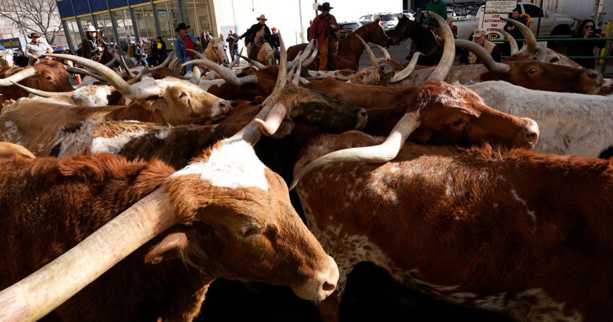 Texans accused in alleged $220M nationwide cattle fraud scheme