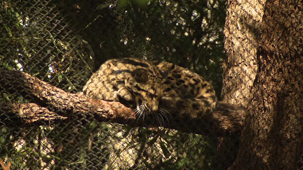 Clouded leopard that escaped Dallas Zoo enclosure back with sister
