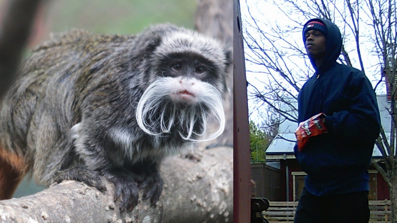 Dallas Zoo Mystery: Police want to talk to man about missing monkeys Dallas Zoo Mystery: Police want to talk to man about missing monkeys