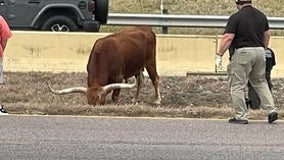 Loose cattle cause highway closure in Midlothian