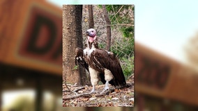 Dallas Zoo won't rule out inside job in endangered vulture's suspicious death