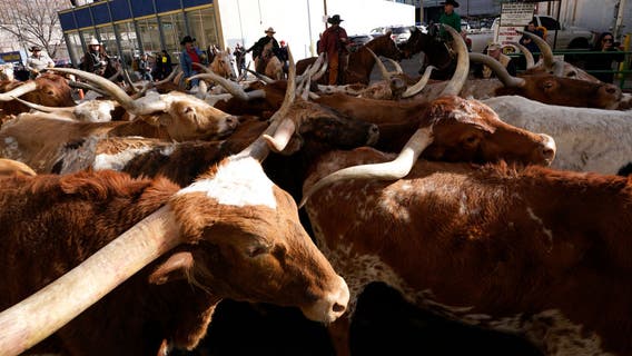 Texans accused in alleged $220M nationwide cattle fraud scheme