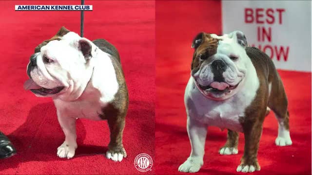 Texas bulldog wins AKC’s national championship