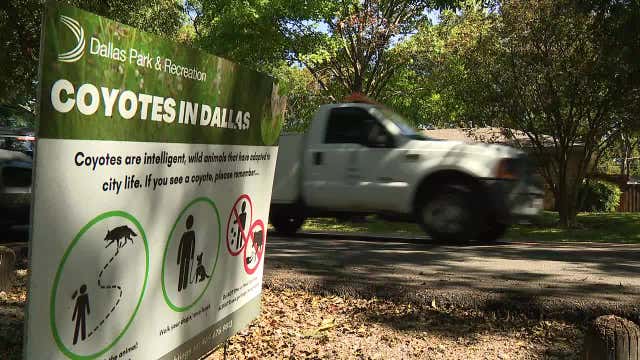 City of Dallas unveils new mapping tool to help track coyote sightings