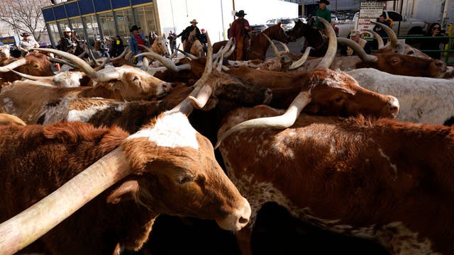 Texans accused in alleged $220M nationwide cattle fraud scheme