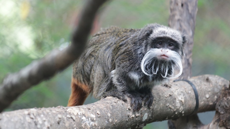 Dallas Zoo Mystery: Police Want To Talk To Man About Missing Monkeys ...