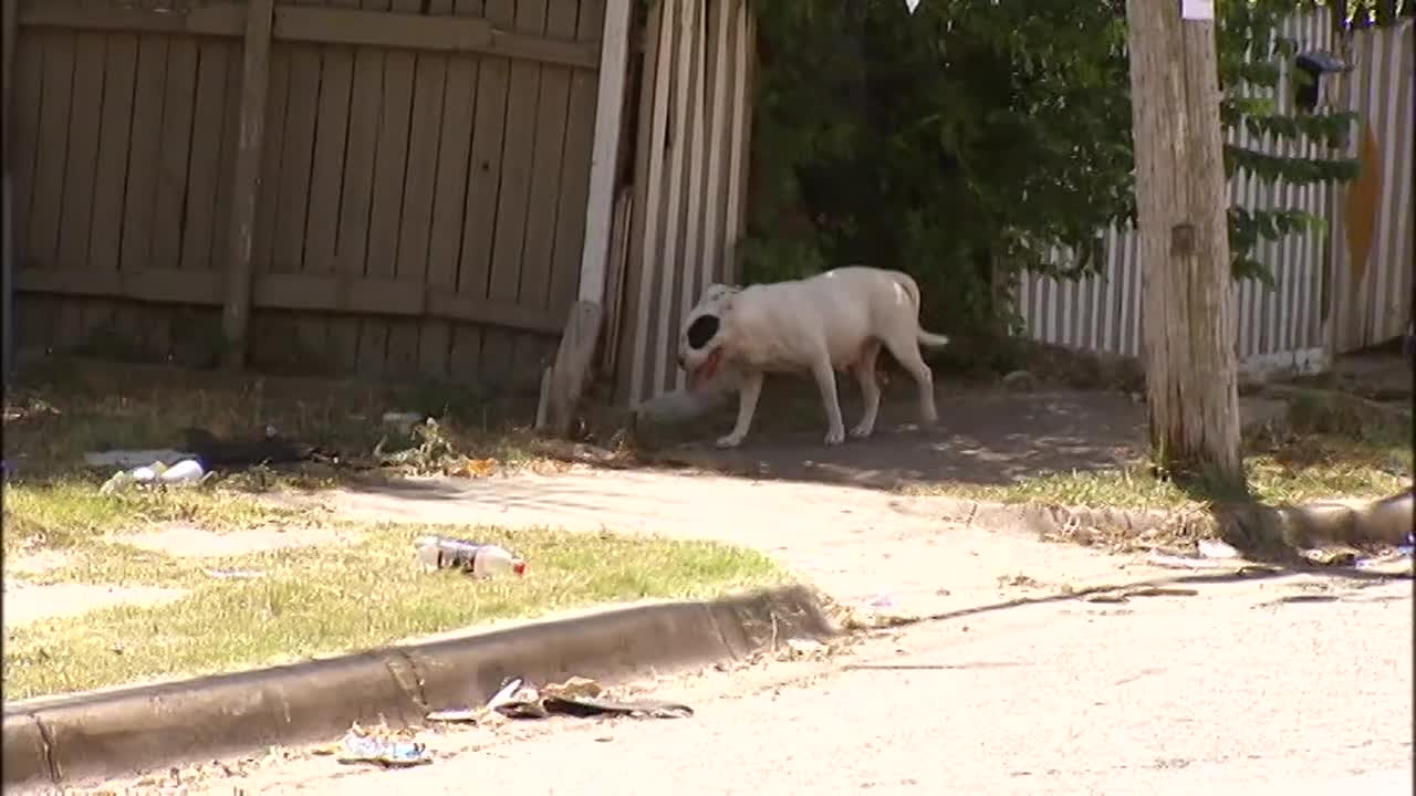 Campaign to tackle Dallas’ loose dog problem comes to an end after 6 years