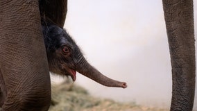 Fort Worth Zoo's baby elephant named after Texas icon