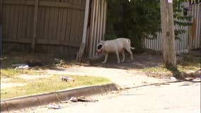 Dallas loose dog bites up 37%, animal services say
