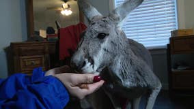 Missing kangaroo back home in Granbury after 2-day search