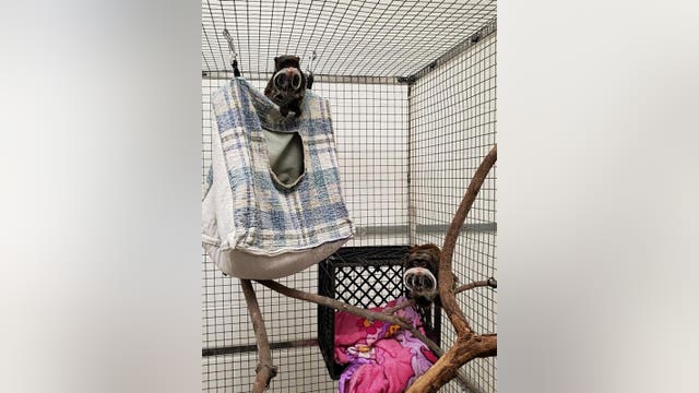 Dallas Zoo monkeys found in Lancaster church's community house, reward for info increased to $25,000