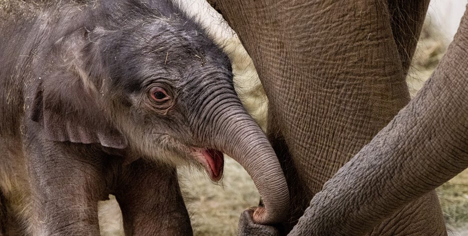 It's a Girl! African Elephant Newborn on Exhibit at San Diego Zoo - ZooBorns