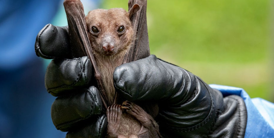 Bat with rabies found in Plano