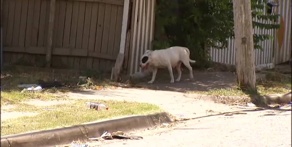 Dallas loose dog bites up 37%, animal services say
