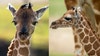 Two baby giraffes born at Fossil Rim Wildlife Center