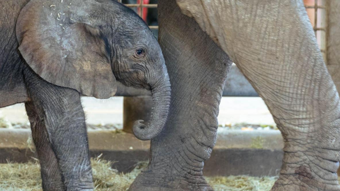 Dallas Zoo announces birth of baby African elephant
