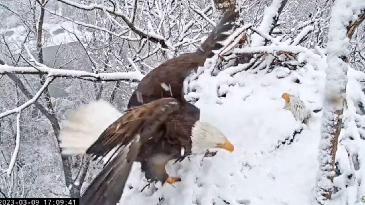 Watch: Bald eagle parents protect their egg during California snowstorm - Vimarsana News