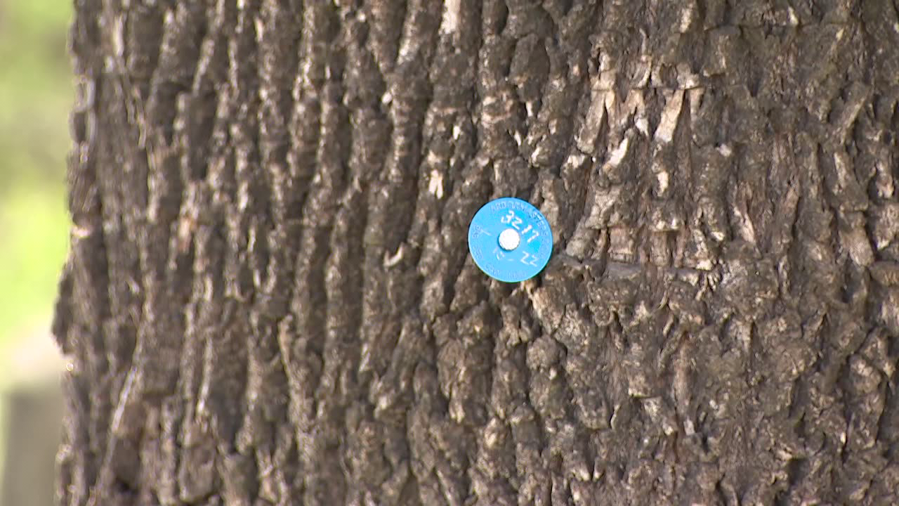 Why may see more blue tags on ash trees in Dallas