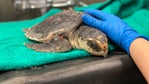 SEA LIFE Grapevine helps nurse baby sea turtles back to health