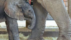 Dallas Zoo announces new baby elephant's name