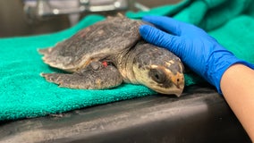 SEA LIFE Grapevine helps nurse baby sea turtles back to health