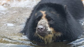 Escape-artist Missouri bear heads to Texas zoo with moat